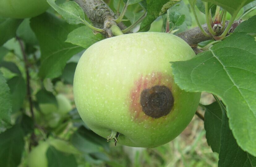 苹果树常见病害